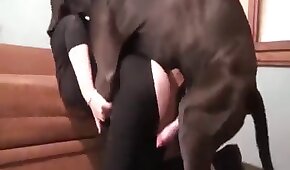 11nn55 bet - sexo de cachorro,sexo foda animal